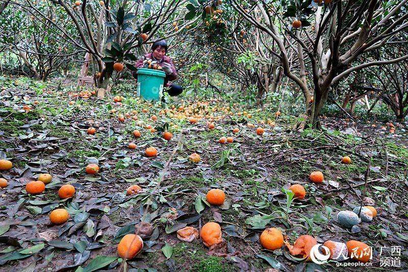12月3日，廣西桂林市全州縣才灣鎮大洛塘村一名果農在果園清理掉落在地的蜜桔。