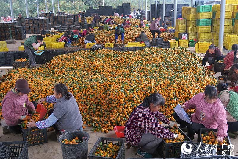 12月3日，廣西桂林市全州縣才灣鎮岩泉村委大洛塘村的水果市場裏，果農們在挑選蜜桔準備裝箱外運。