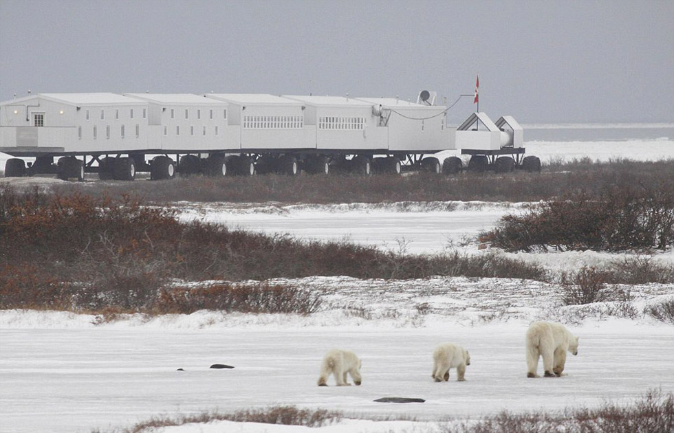 加拿大推出极地移动旅馆 房客可足不出户观赏北极熊
