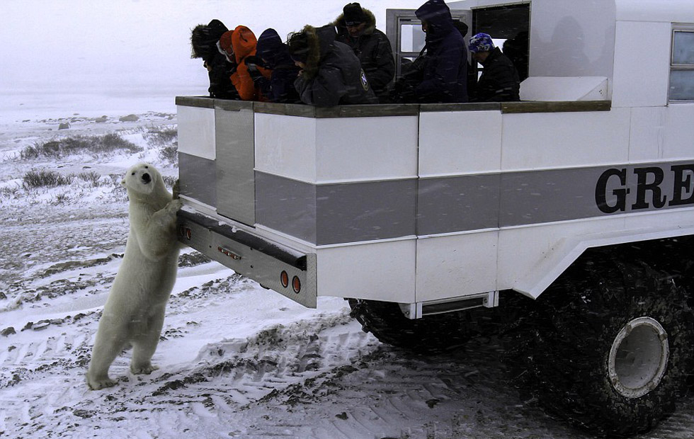 加拿大推出極地移動旅館 房客可足不出戶觀賞北極熊