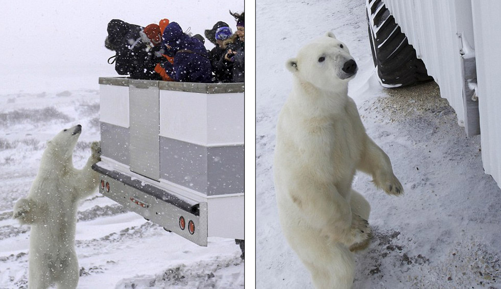 加拿大推出極地移動旅館 房客可足不出戶觀賞北極熊