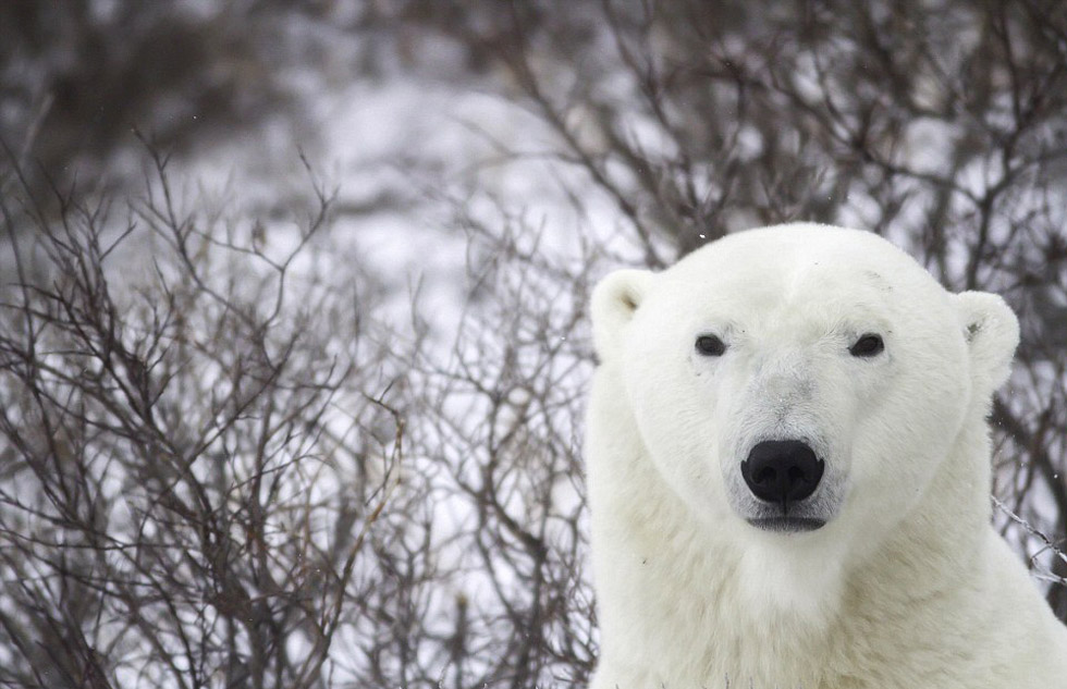加拿大推出极地移动旅馆 房客可足不出户观赏北极熊