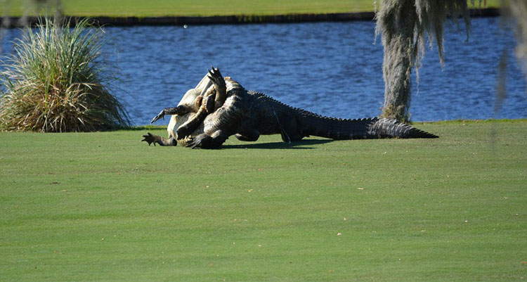 美兩巨鱷高爾夫球場“廝殺”場面震撼