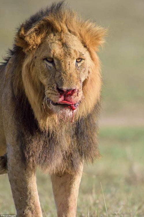 雄獅為保配偶陷入血戰 滿臉傷痕最終夫妻把家還