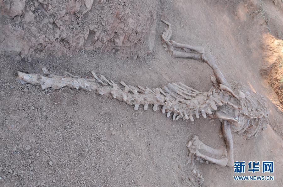 （文化）（1）雲南發現1.8億年前恐龍化石
