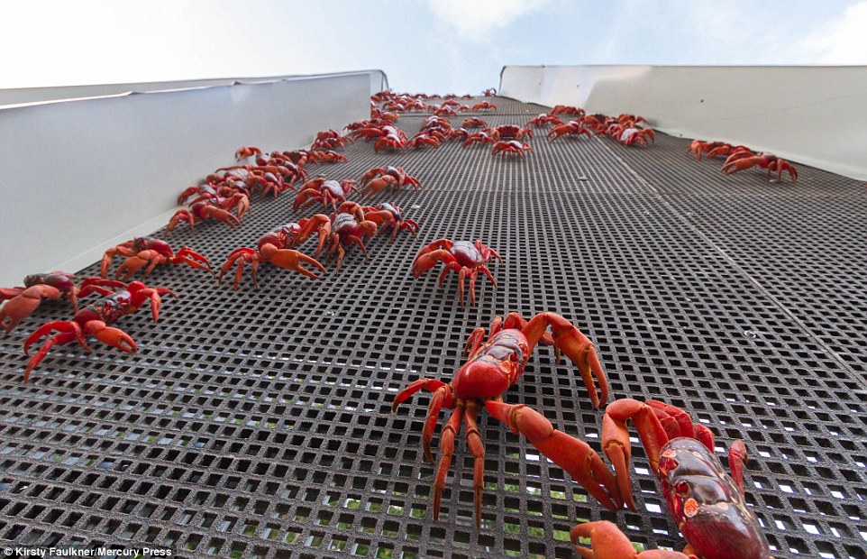 1200萬隻澳洲紅蟹大遷移 橫行聖誕島