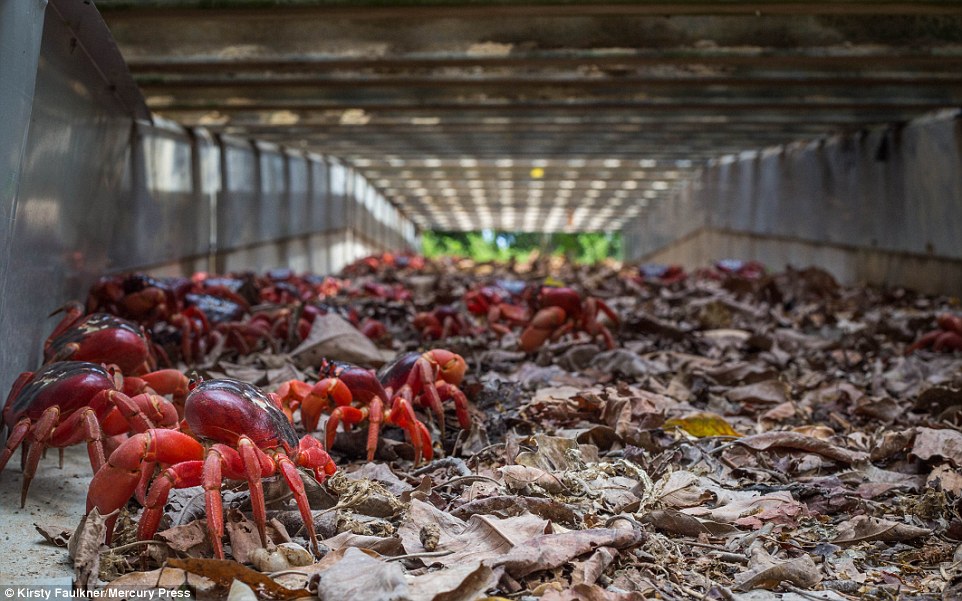 1200萬隻澳洲紅蟹大遷移 橫行聖誕島