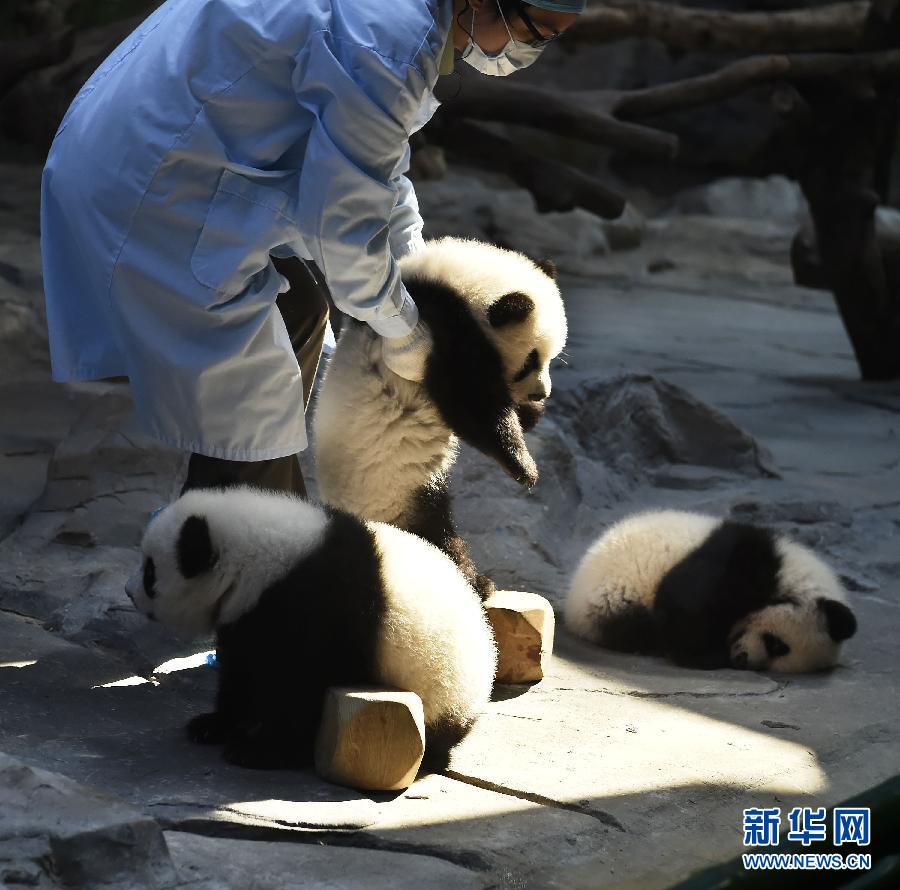 大熊猫三胞胎成长记：妈妈“菊笑”带养三幼仔
