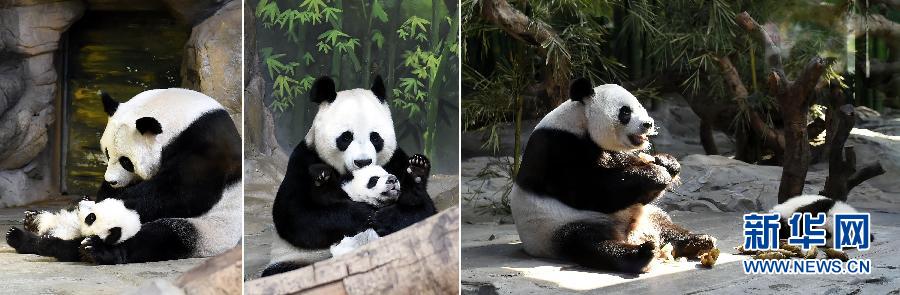 大熊猫三胞胎成长记：妈妈“菊笑”带养三幼仔