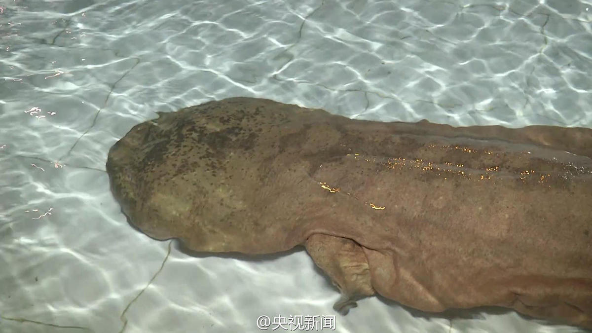 80岁巨型娃娃鱼的叫声图片