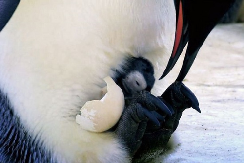 企鹅宝宝破壳而出。