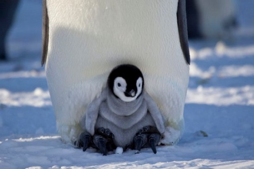 毛绒绒的小企鹅躲在爸爸妈妈的羽毛下。
