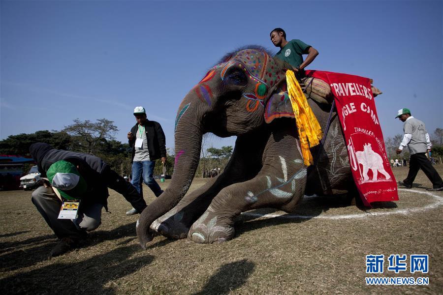 （国际）（1）尼泊尔举办大象选美比赛