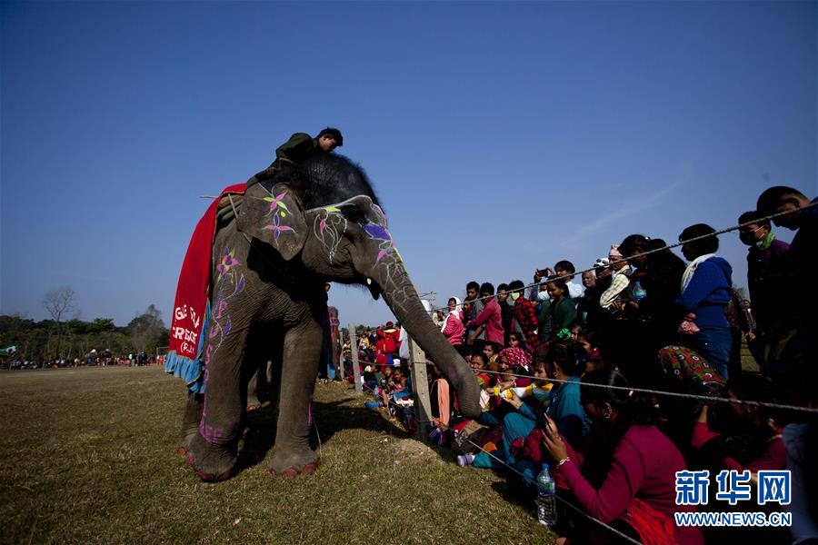 （國際）（2）尼泊爾舉辦大象選美比賽