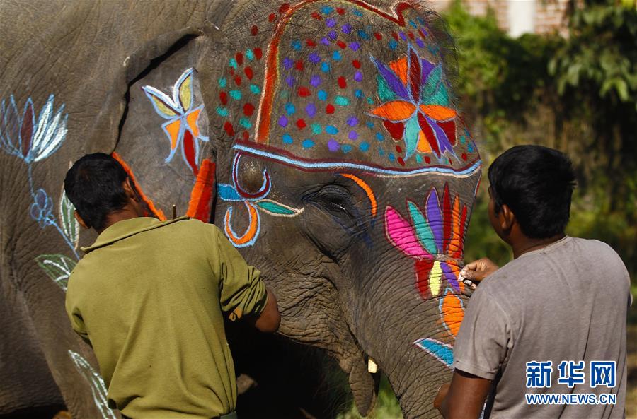 （國際）（3）尼泊爾舉辦大象選美比賽