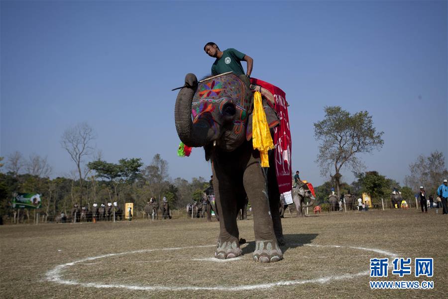 （國際）（4）尼泊爾舉辦大象選美比賽