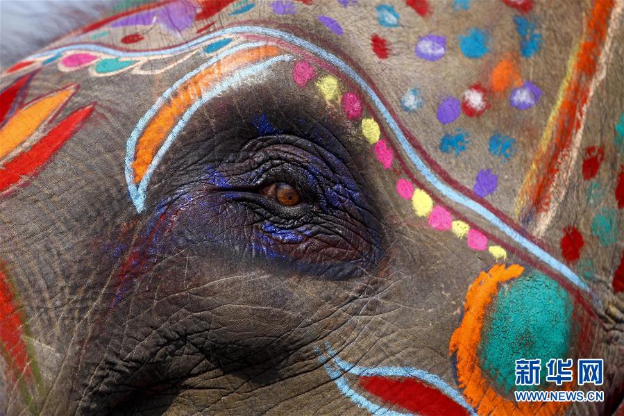 （國際）（5）尼泊爾舉辦大象選美比賽