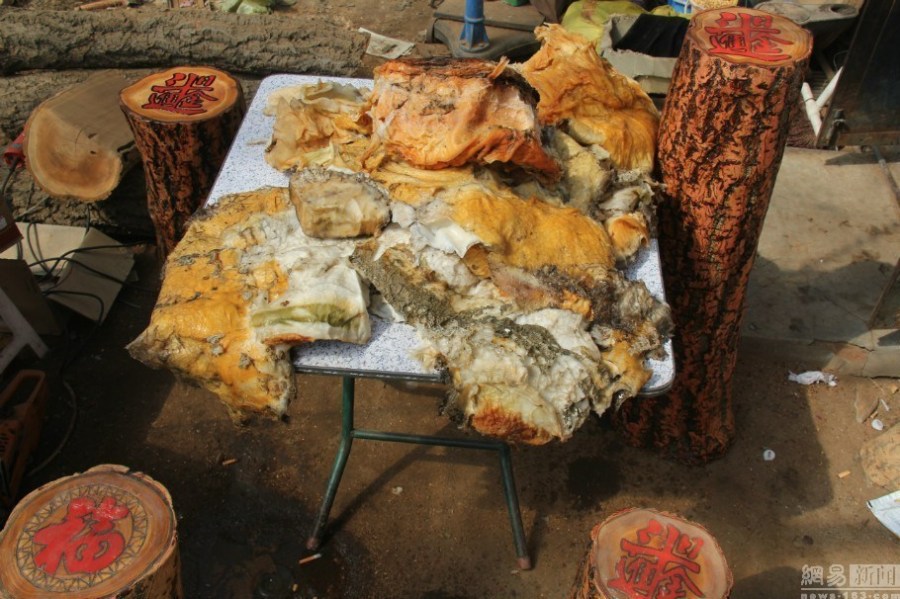 辽宁农民意外获得140斤"太岁" 已赚60万元均价一万