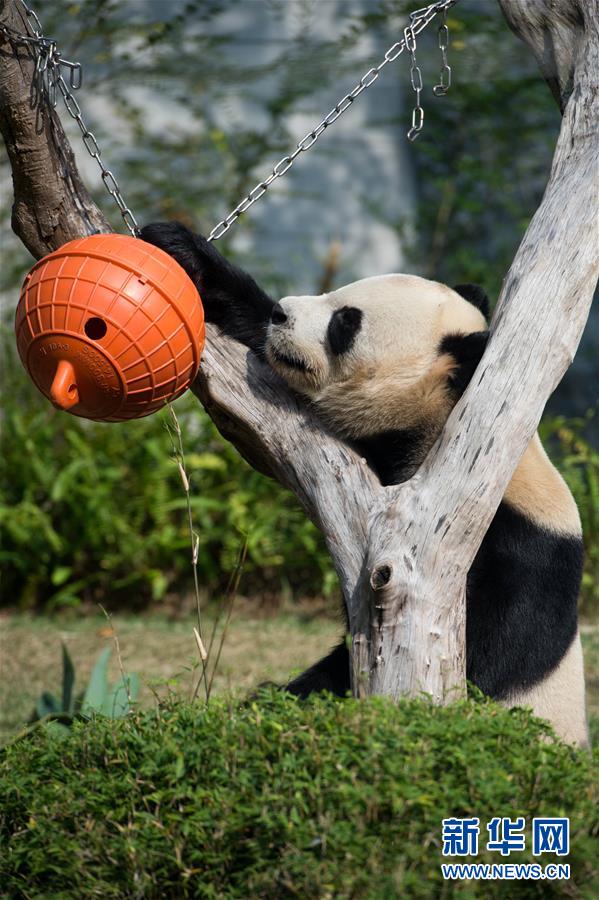（社会）（2）中央赠澳门大熊猫“开心”迎新年