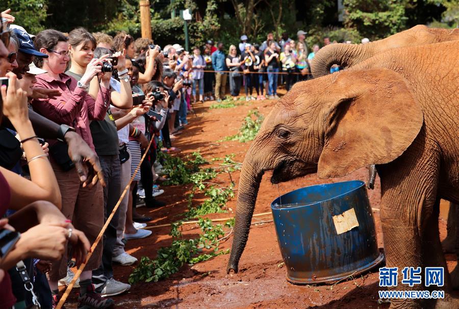 （国际）（1）大象“孤儿”之家