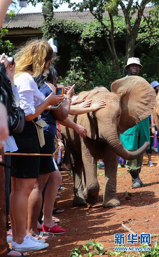 （国际）（3）大象“孤儿”之家