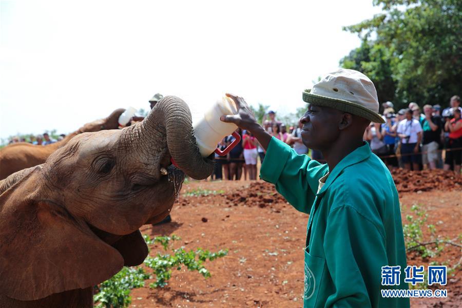 （国际）（4）大象“孤儿”之家