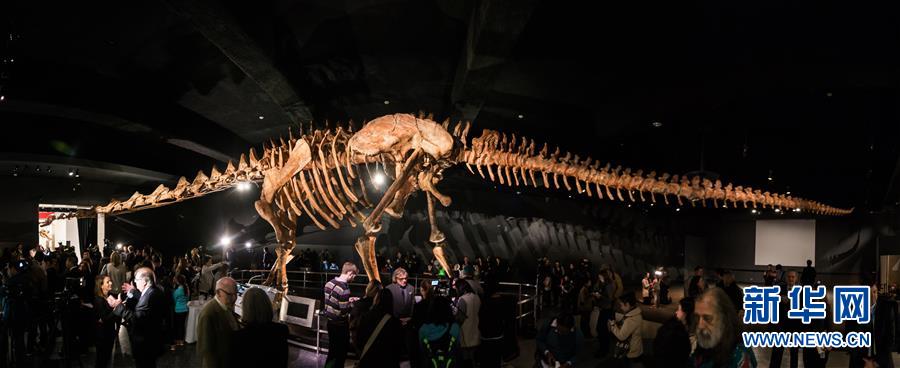 （国际）（1）巨型“泰坦巨龙”骨架亮相纽约自然历史博物馆