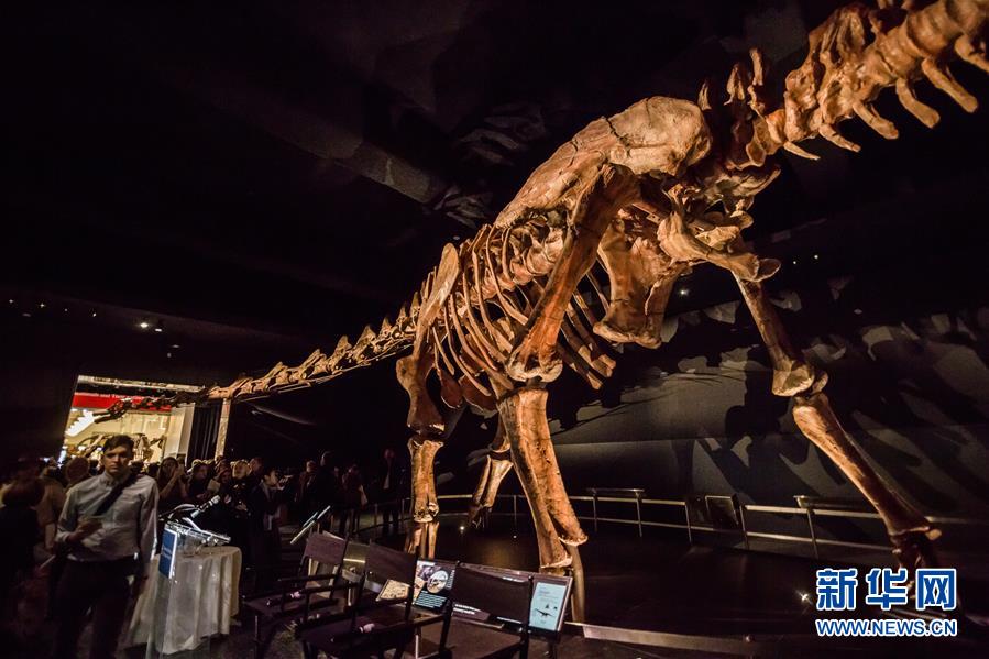 （国际）（2）巨型“泰坦巨龙”骨架亮相纽约自然历史博物馆
