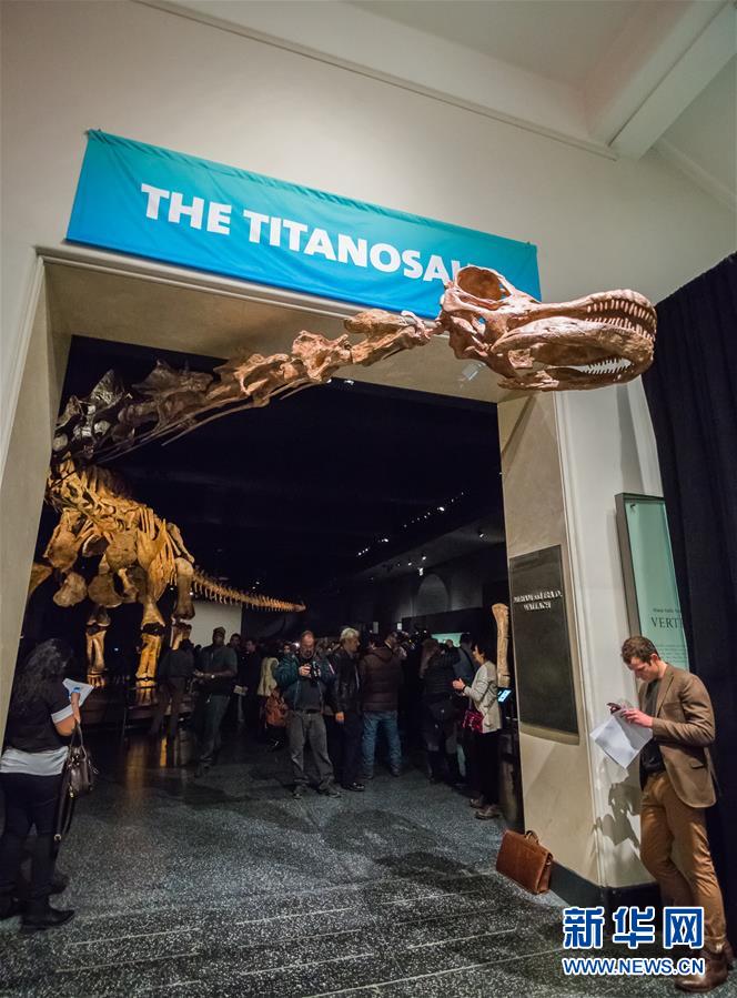 （国际）（3）巨型“泰坦巨龙”骨架亮相纽约自然历史博物馆