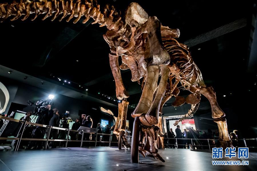 （国际）（4）巨型“泰坦巨龙”骨架亮相纽约自然历史博物馆