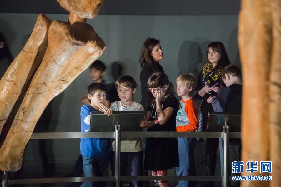 （国际）（5）巨型“泰坦巨龙”骨架亮相纽约自然历史博物馆