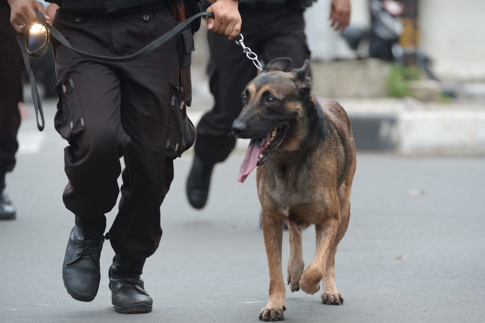 1月14日，在印度尼西亞首都雅加達，警察帶著警犬趕到交火現場。