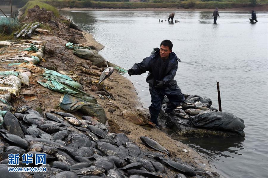 （社会）（1）寒潮导致广西钦州10万斤罗非鱼死亡