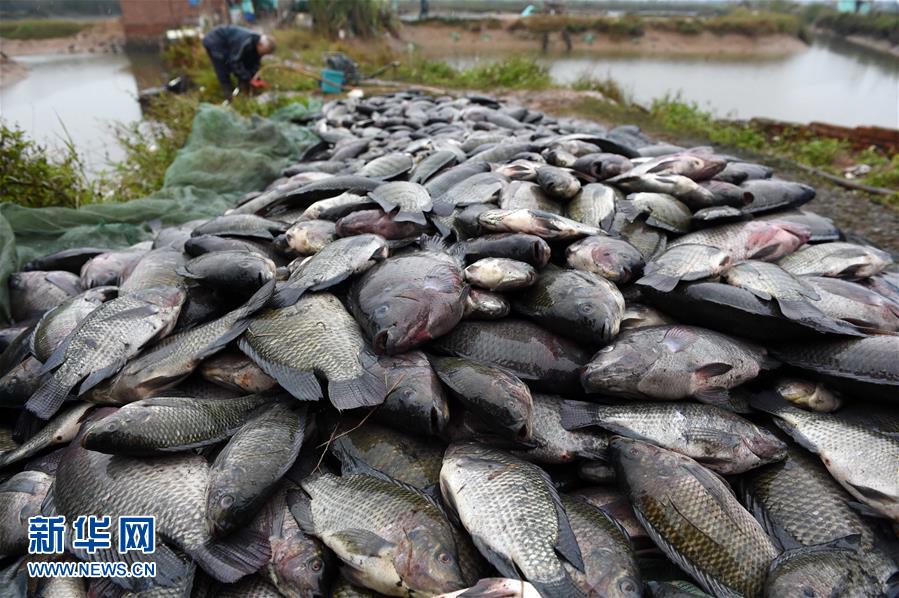 （社會）（2）寒潮導致廣西欽州10萬斤羅非魚死亡
