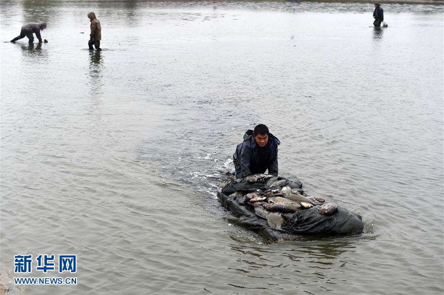 （社會）（3）寒潮導致廣西欽州10萬斤羅非魚死亡