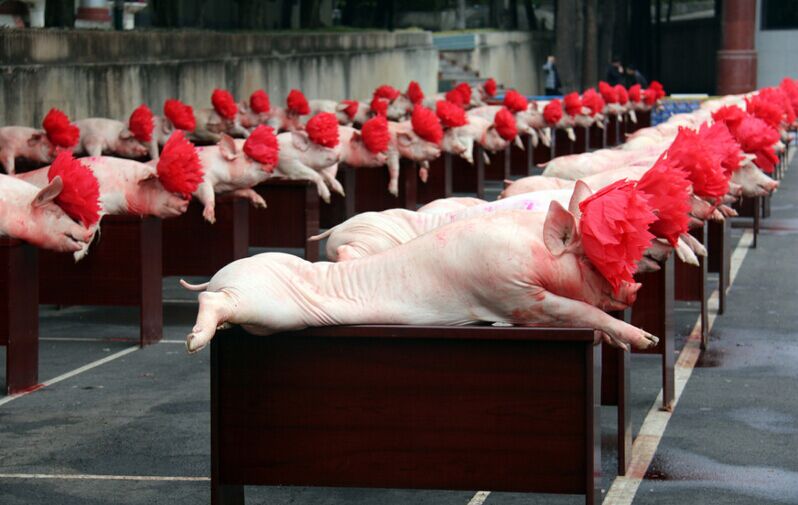 四川凉山政府慰问驻军 60头肥猪头戴红花 