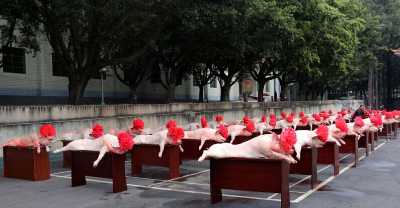 四川凉山政府慰问驻军 60头肥猪头戴红花 