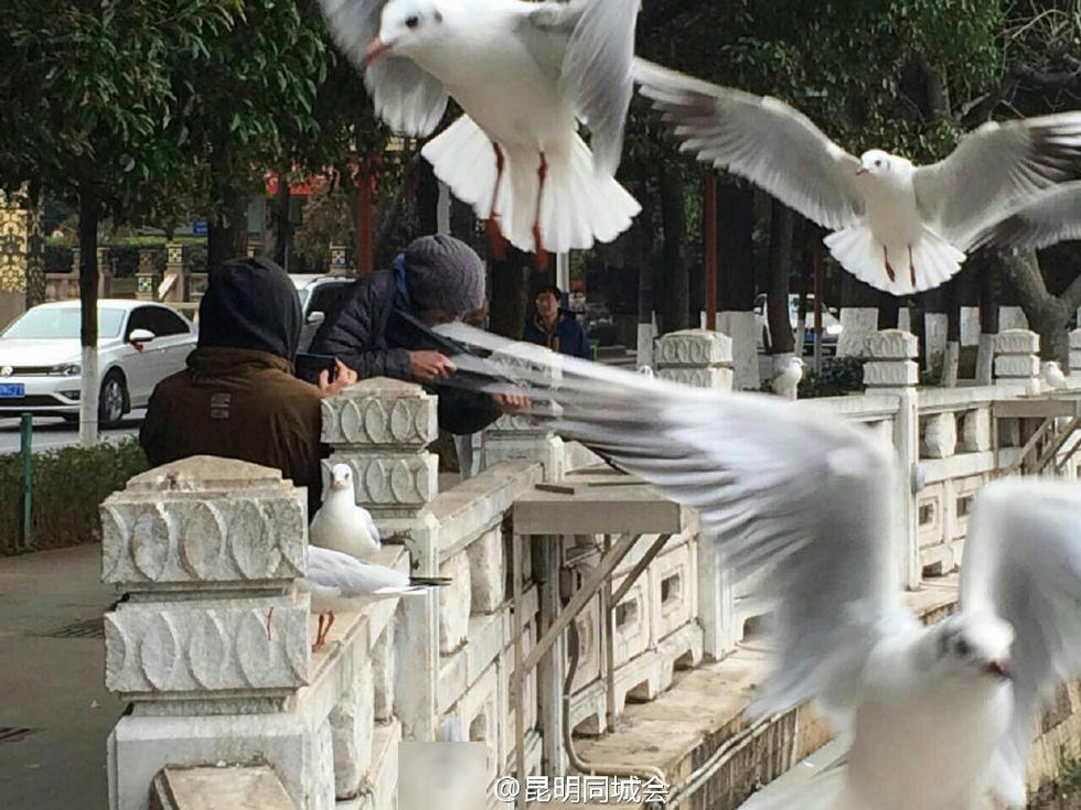 网曝昆明翠湖老外持枪打红嘴鸥