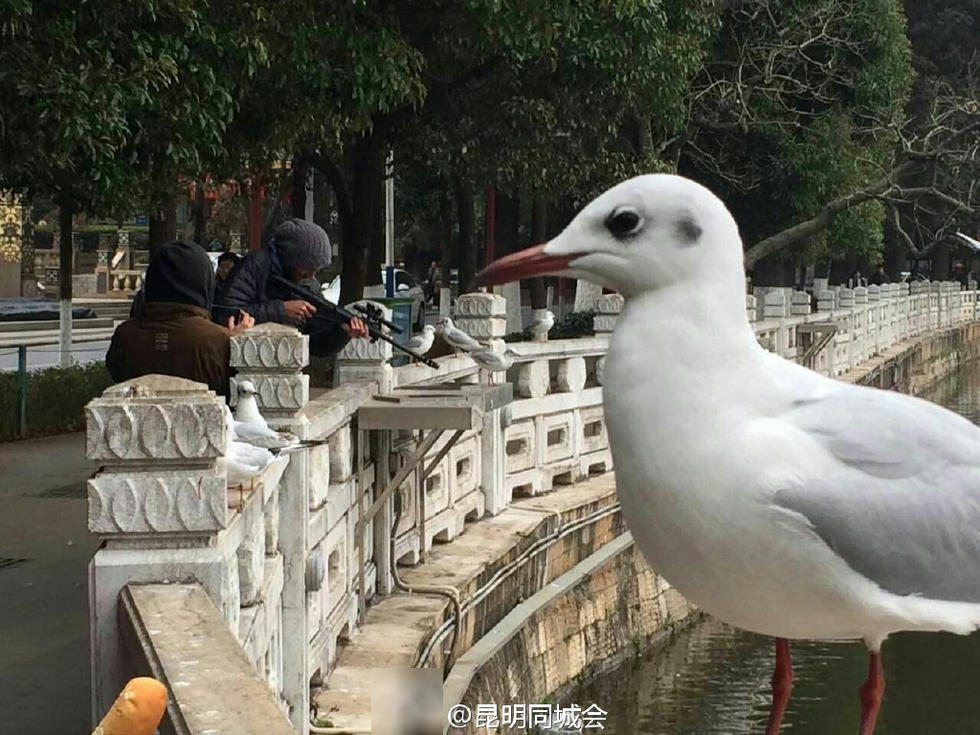 网曝昆明翠湖老外持枪打红嘴鸥