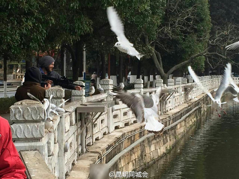 网曝昆明翠湖老外持枪打红嘴鸥