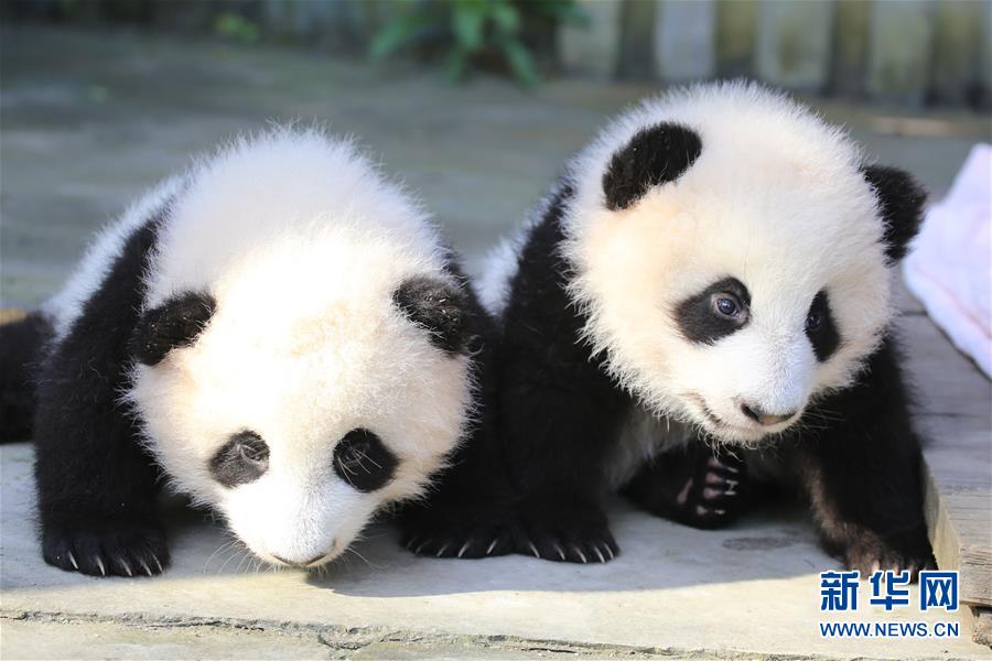 （社會）（3）成都大熊貓雙胞胎徵名結束：取名“奧林匹亞”和“福娃”
