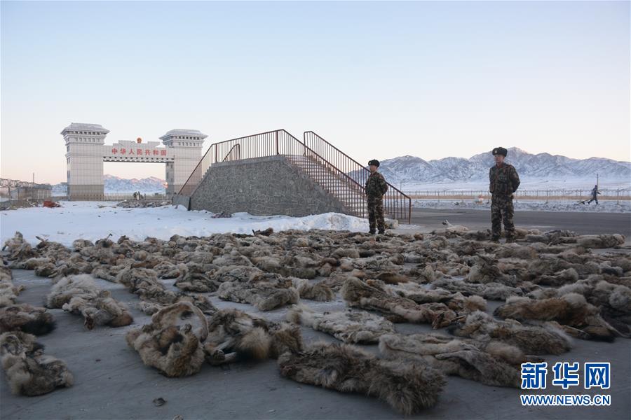 （法制）（1）新疆塔克什肯边检站查获大批走私野生动物制品