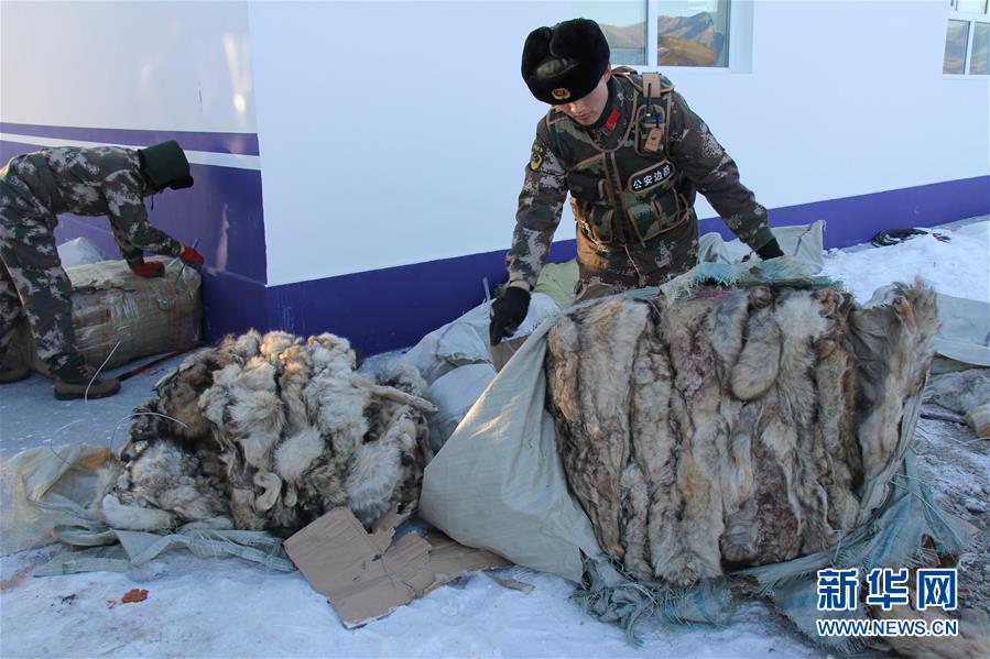 （法制）（2）新疆塔克什肯邊檢站查獲大批走私野生動物製品