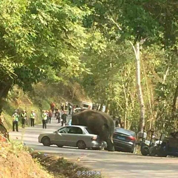 雲南西雙版納野象損壞路邊14輛汽車