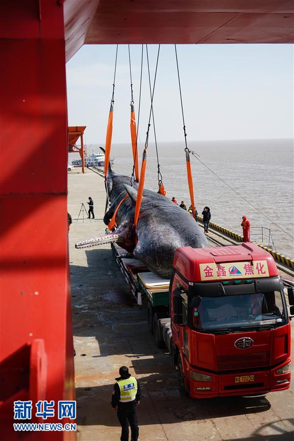 （生態）（3）如東沿海灘塗擱淺抹香鯨獲打撈