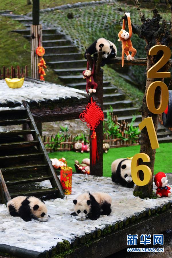 （社會）（3）大熊貓寶寶迎新年