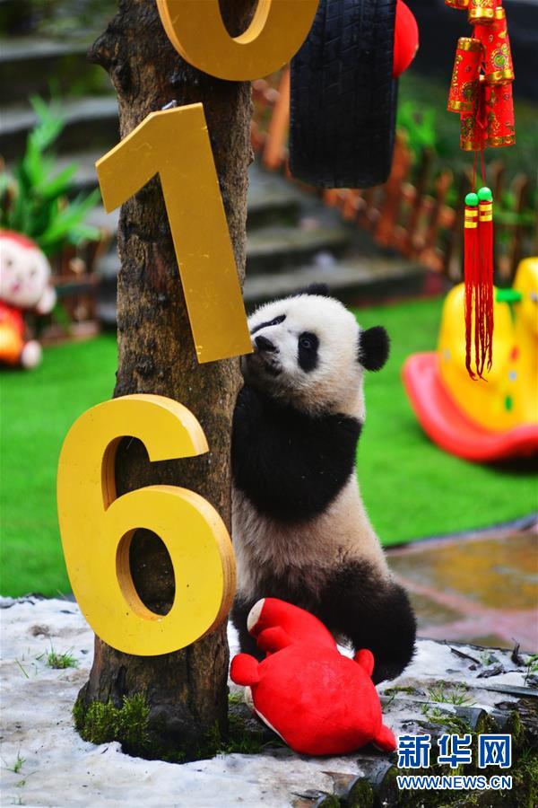 CHINA-SICHUAN-SPRING FESTIVAL-GIANT PANDA CUBS (CN)
