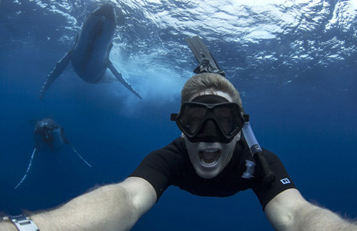 的拜伦湾水下自拍时,镜头中出现了两头约40吨重的巨型鲸鱼跟在他身后