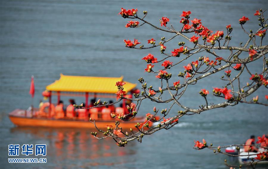 （生态）（1）春来木棉红