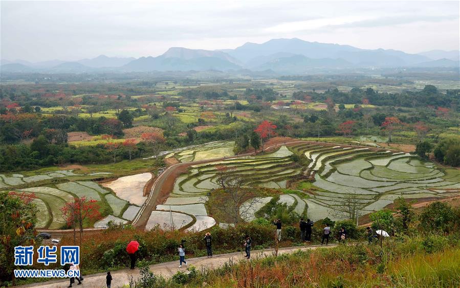 （生态）（2）春来木棉红